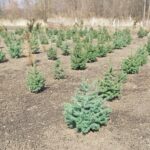 Plantatnion młodych zielonych jodeł, choinek, jodły nordmannej i innej uprawy jodły, gotowe do sprzedaży na Boże Narodzenie i Nowy Rok