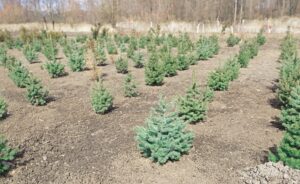 Ile rośnie choinka? Plantacja choinek, liczba drzewek z hektara i zarobki