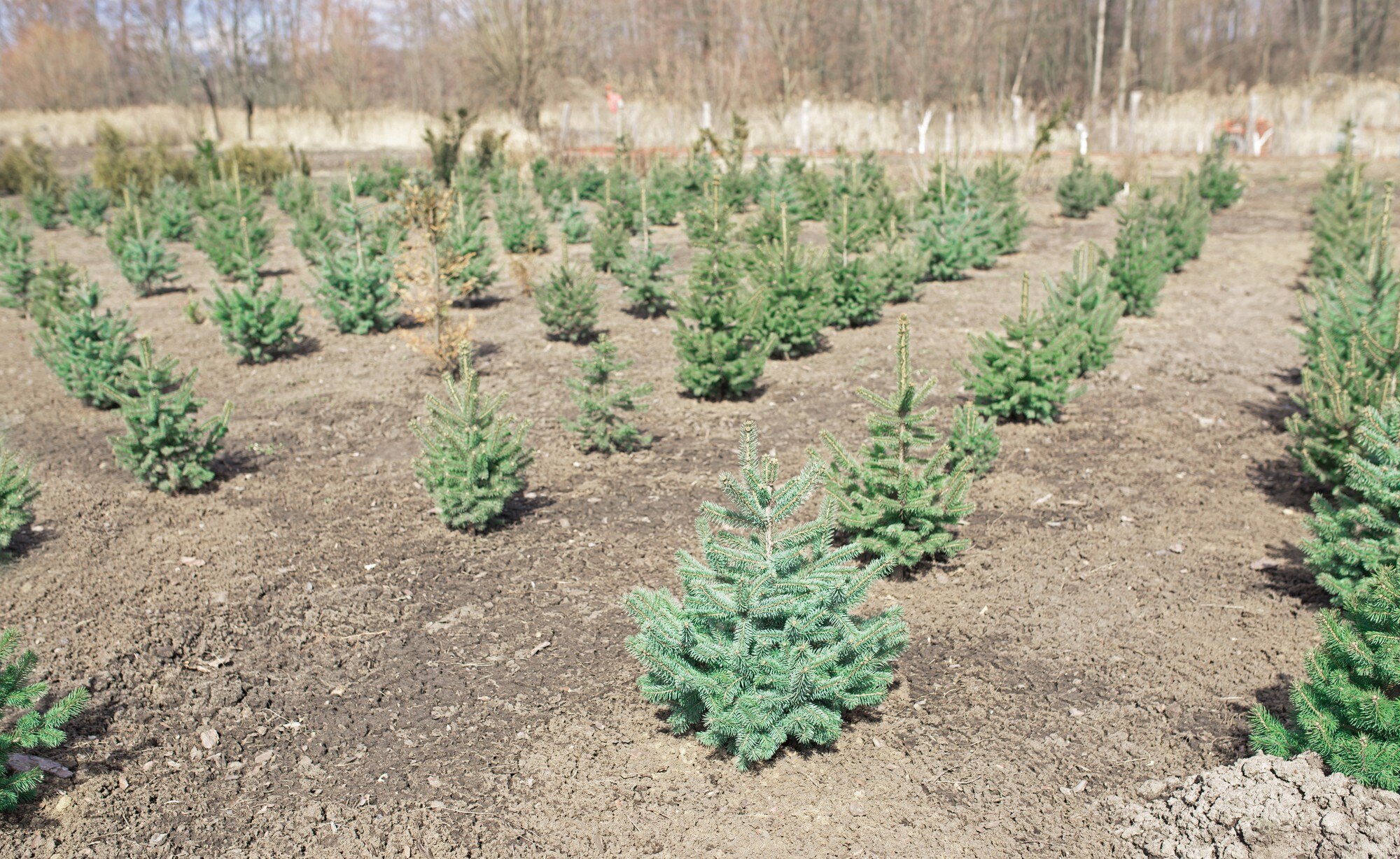 Plantatnion młodych zielonych jodeł, choinek, jodły nordmannej i innej uprawy jodły, gotowe do sprzedaży na Boże Narodzenie i Nowy Rok