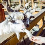 karmienie zwierząt kapustą z bliska życie w zoo rolnictwo